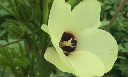 花オクラ トロロアオイ 黄蜀葵 の花言葉 オクラとの違いや 特徴などもご紹介 Greensnap グリーンスナップ