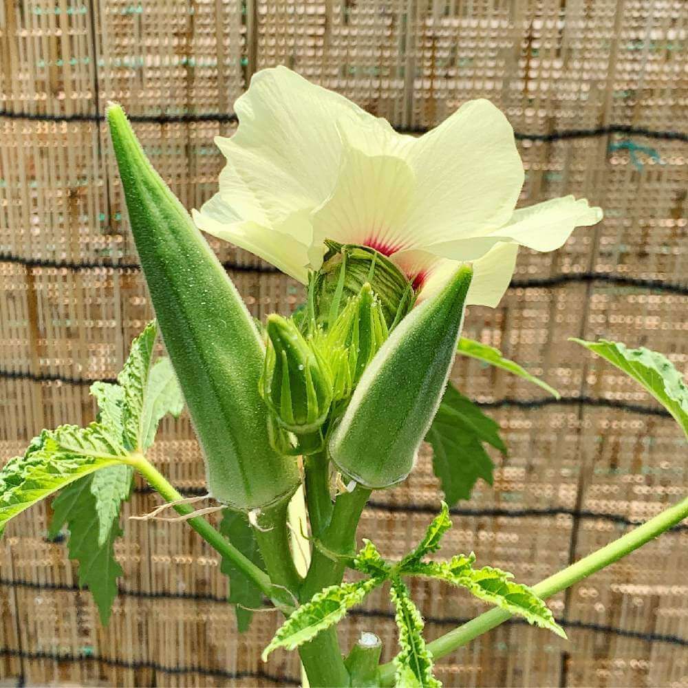 花オクラ