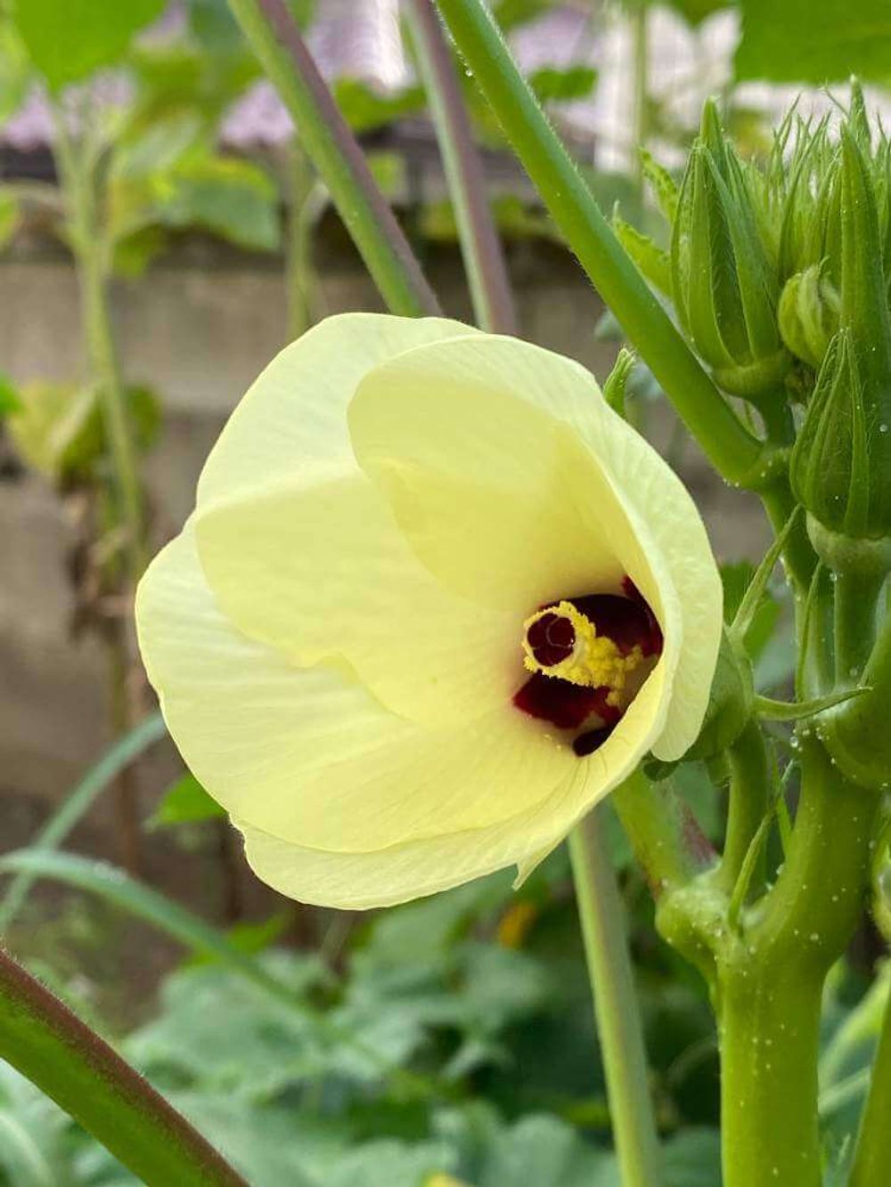 花オクラ