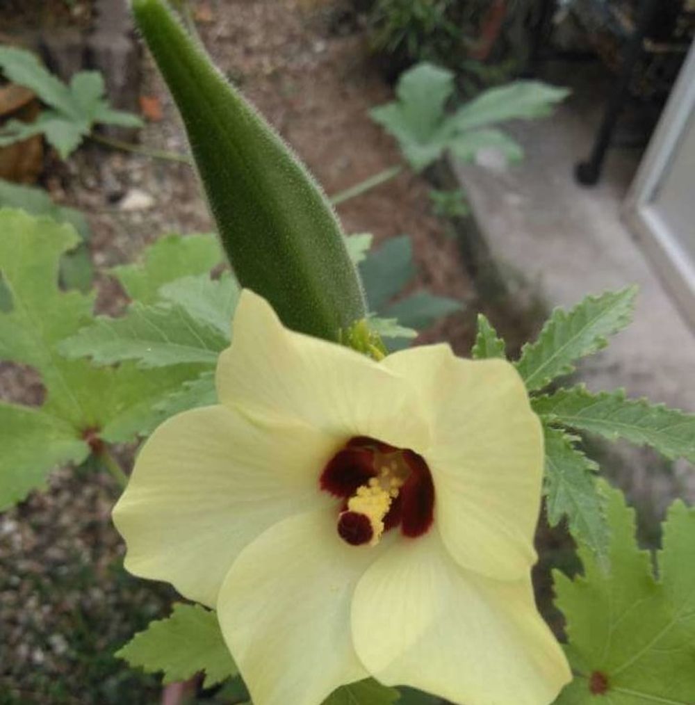 花オクラ