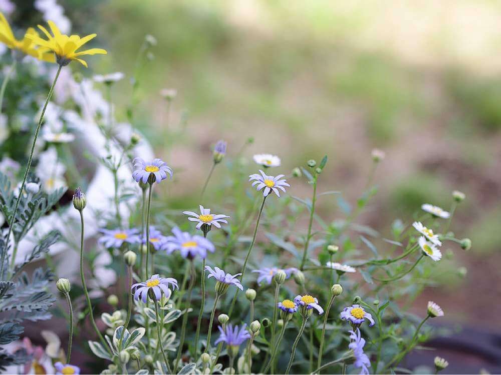 ブルーデイジー