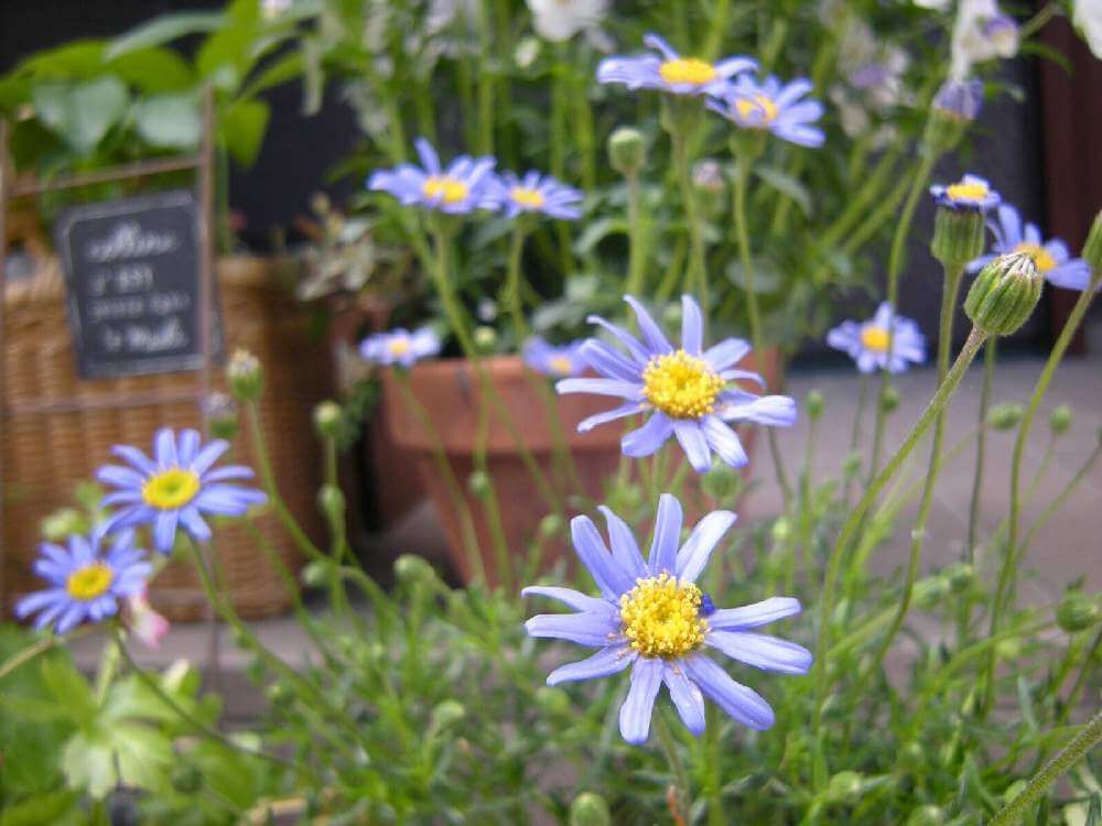 ブルーデイジー