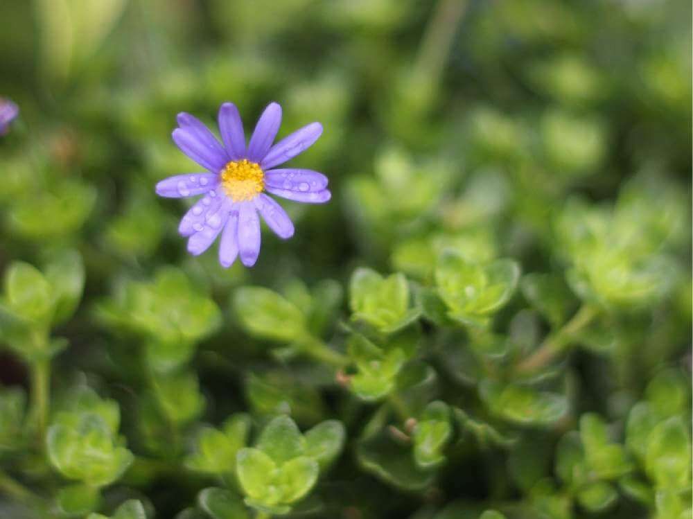 ブルーデイジー