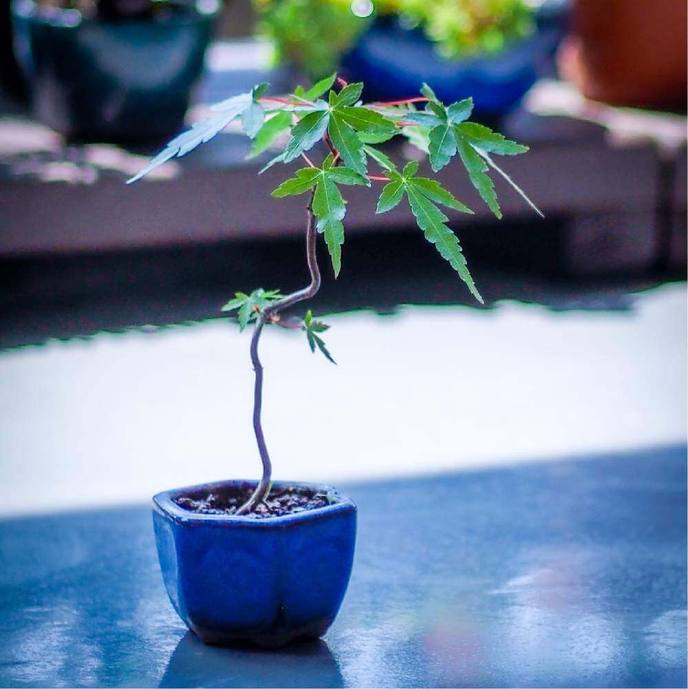ヤマモミジの花言葉 意味や特徴 盆栽でも楽しめる Greensnap グリーンスナップ