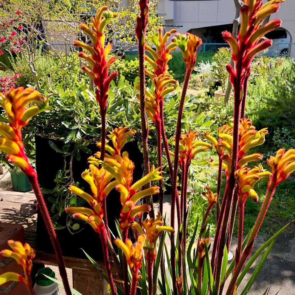 カンガルーポー