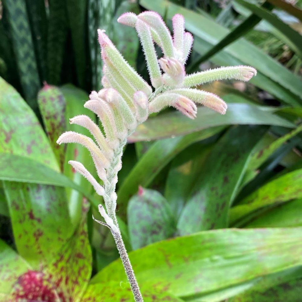 カンガルーポー