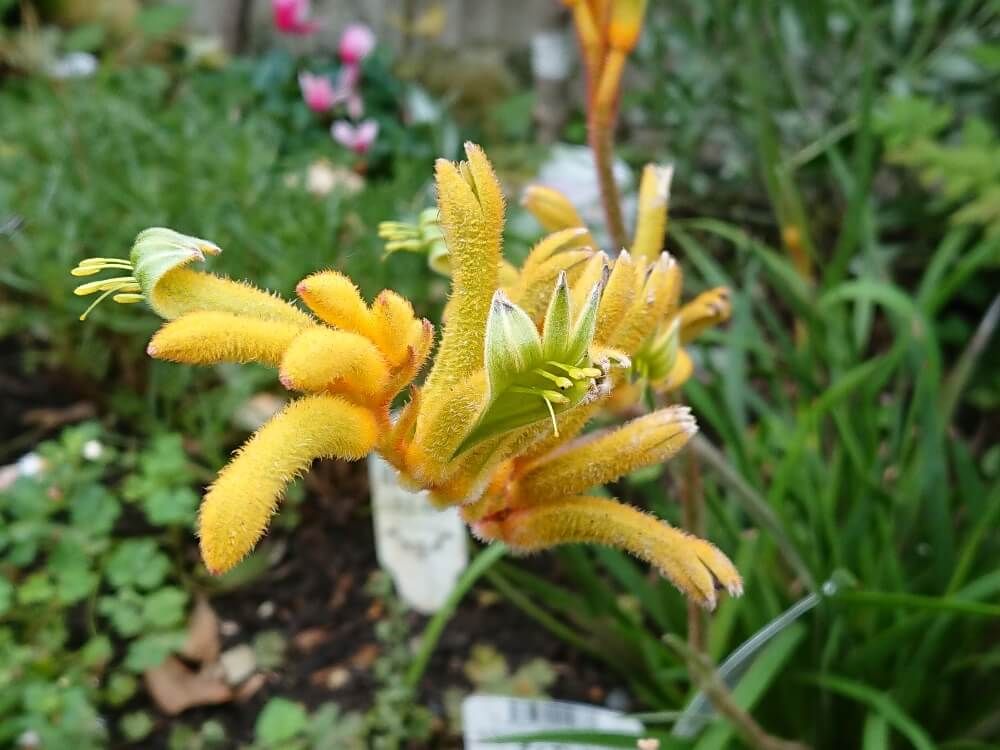 カンガルーポー