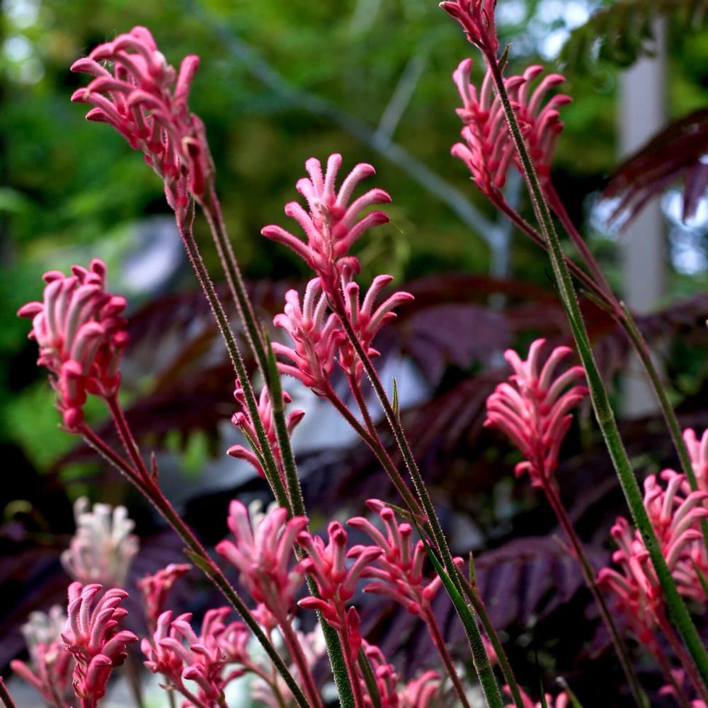 カンガルーポー　ピンク