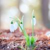 秋に植える花16選！多年草や一年草のおすすめの種類は？の画像