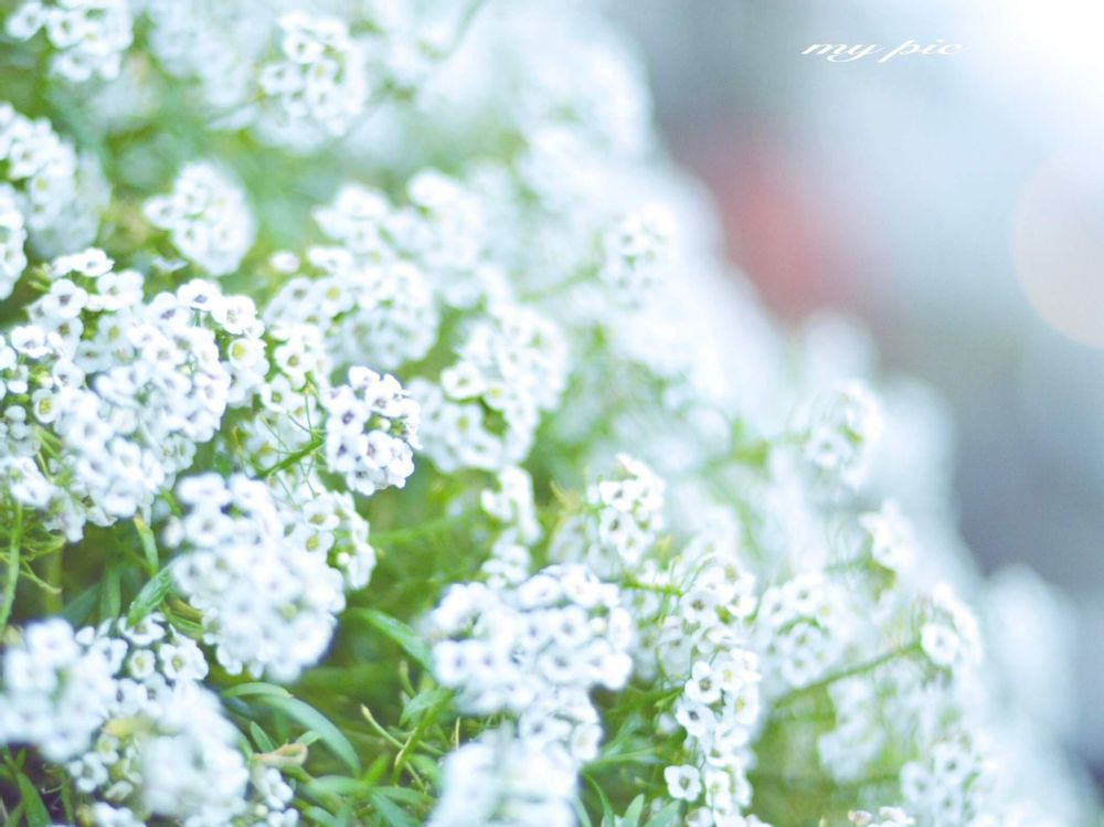 スイートアリッサム