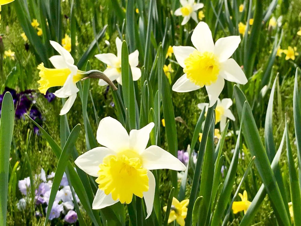 ニホンスイセン(日本水仙)　白い花