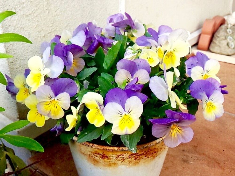 パンジー　ビオラ