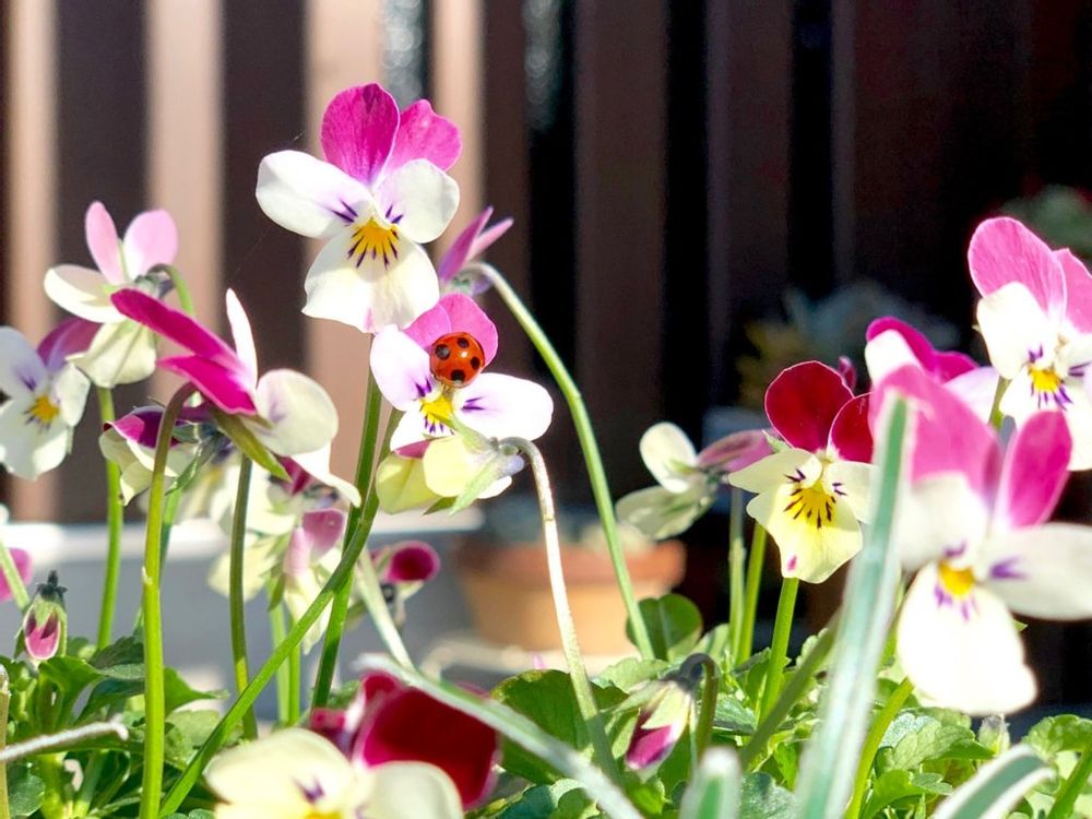 パンジー　ビオラ