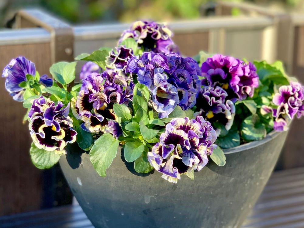 パンジー　ビオラ