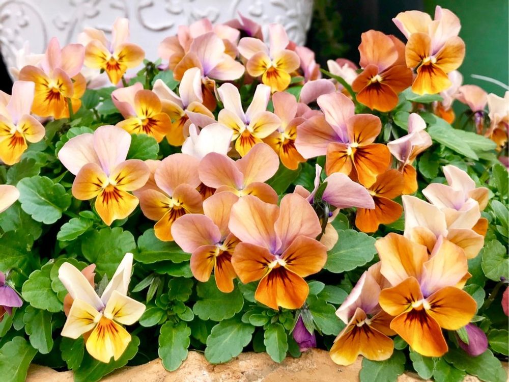 パンジー　ビオラ