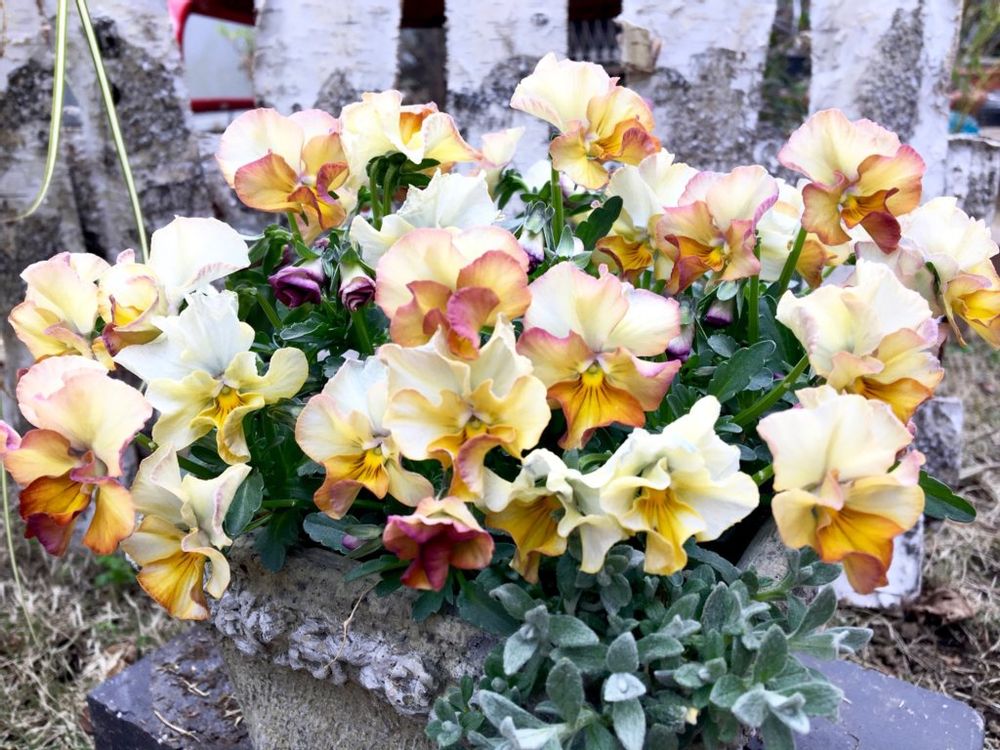 パンジー　ビオラ