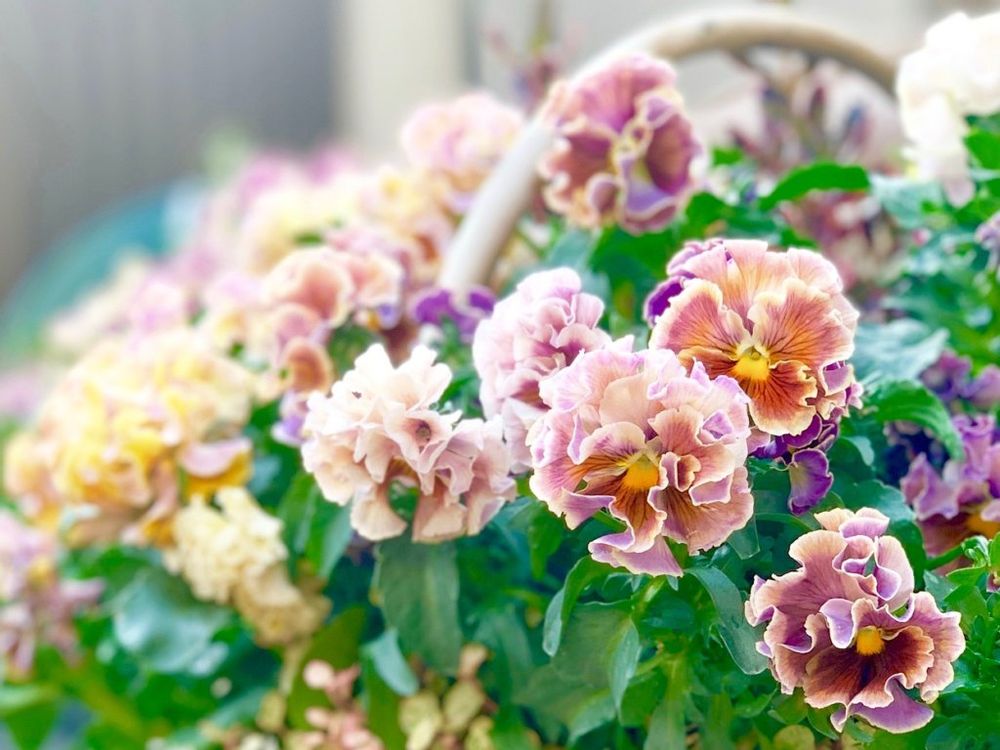 パンジー　ビオラ