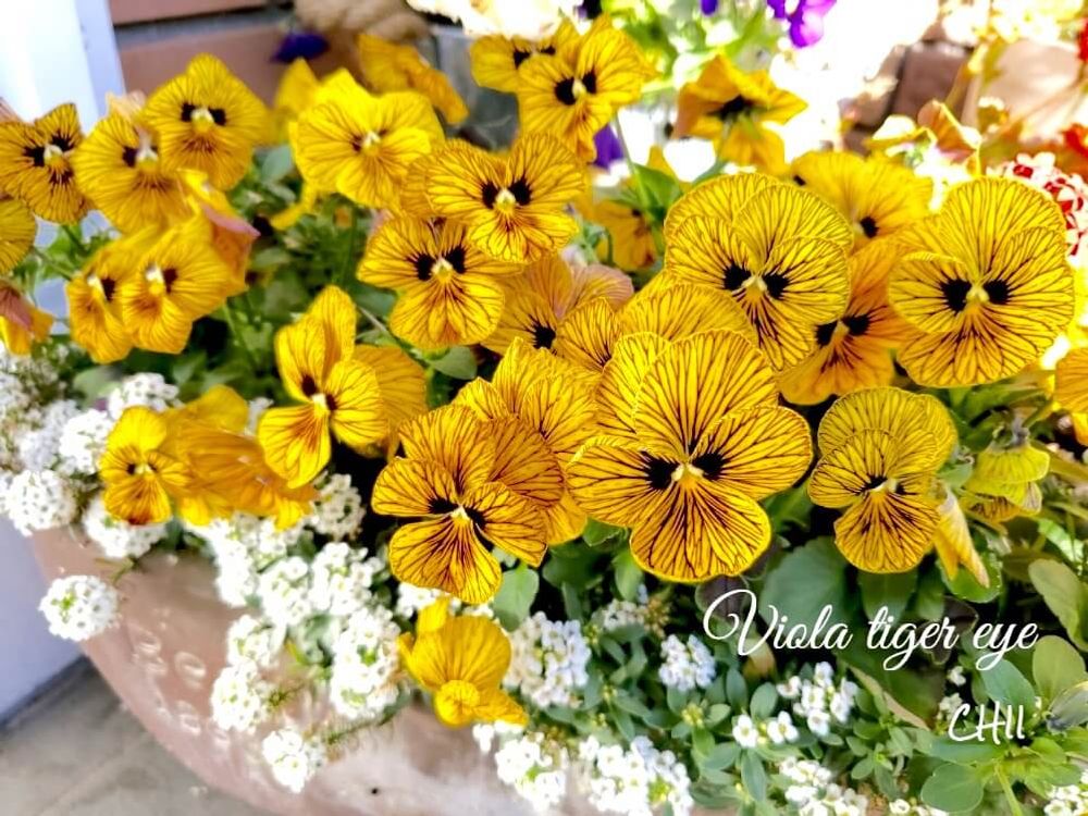 パンジー　ビオラ