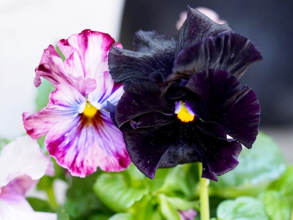 パンジー　ビオラ