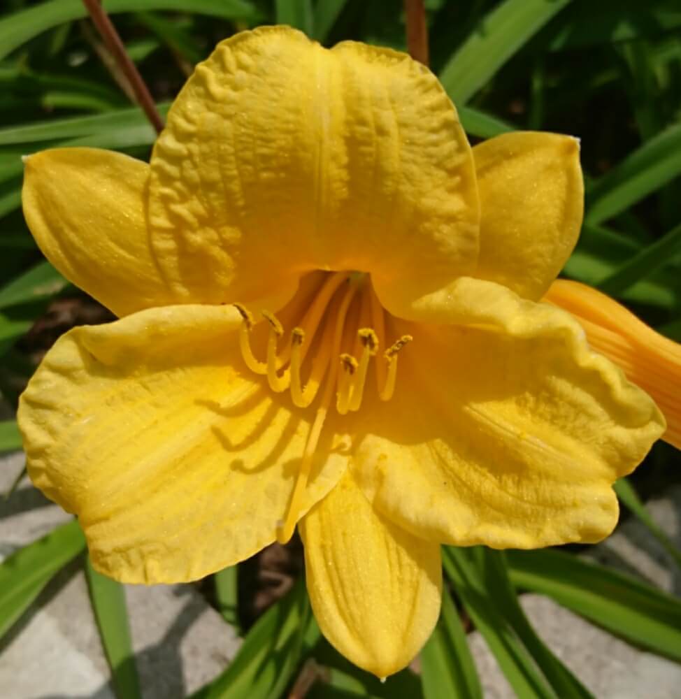 ヘメロカリスの花言葉 意味や種類 花の開花時期は Greensnap グリーンスナップ