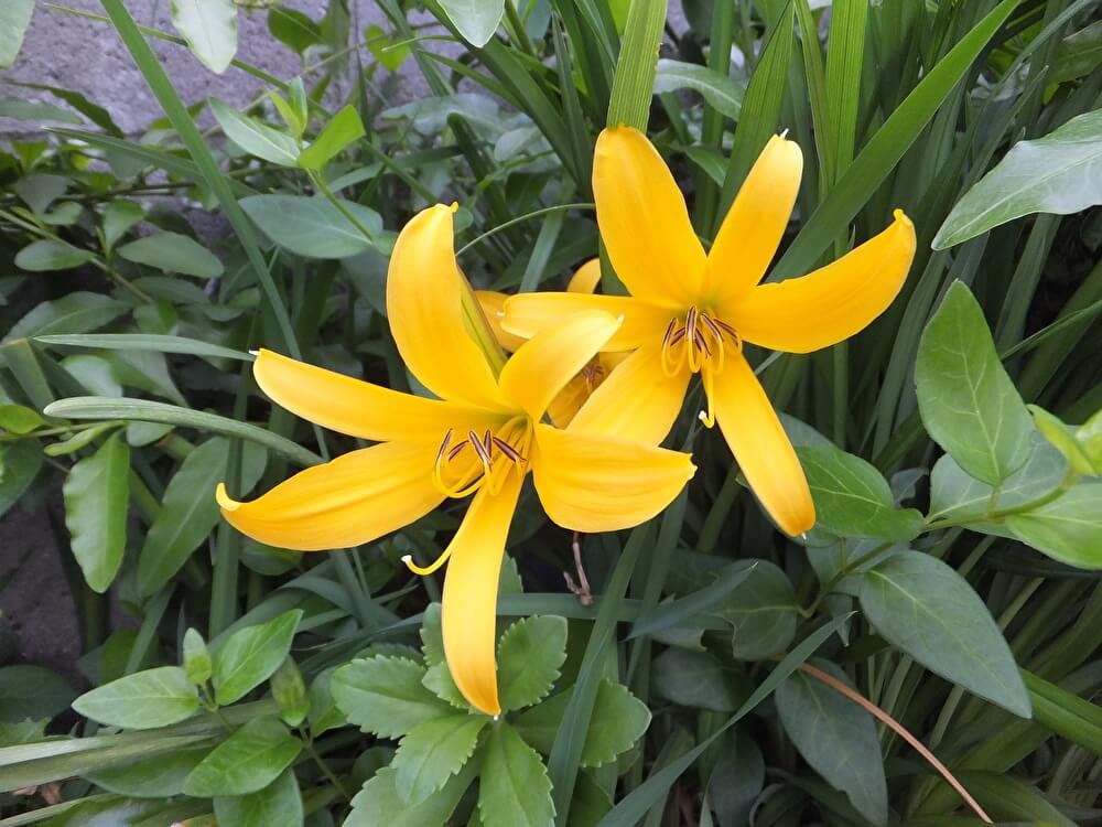 ヘメロカリスの花言葉 意味や種類 花の開花時期は Greensnap グリーンスナップ