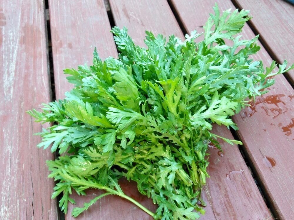 春菊　シュンギク