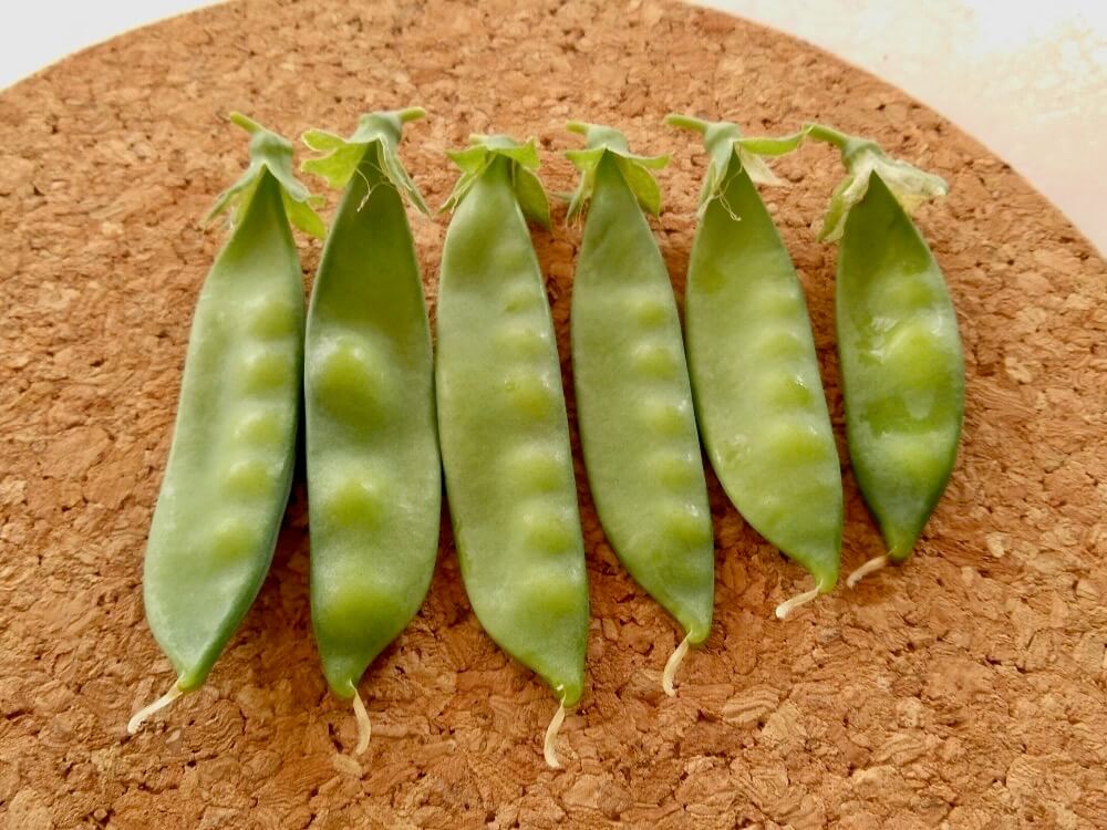 冬植え 冬まき野菜 プランターでも育てやすい種類12選 Greensnap グリーンスナップ
