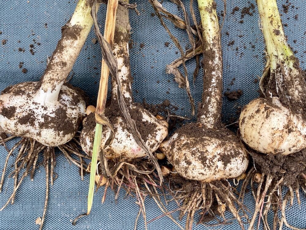 ニンニク　にんにく