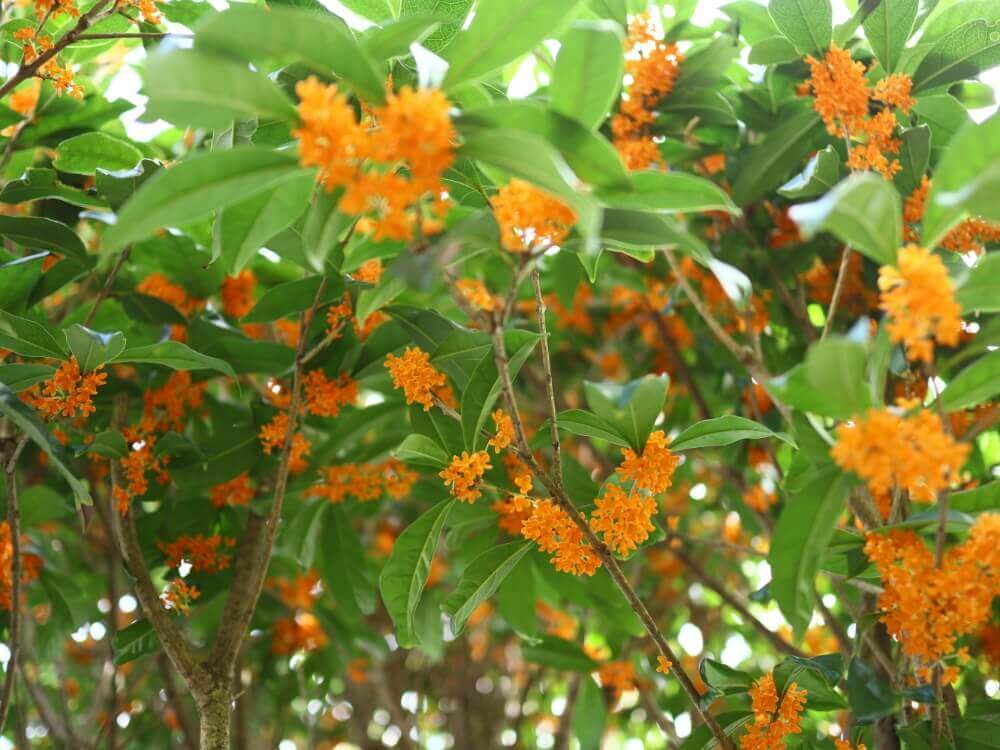 キンモクセイ 金木犀 の花言葉 見頃の時期や香り 花の特徴は Greensnap グリーンスナップ