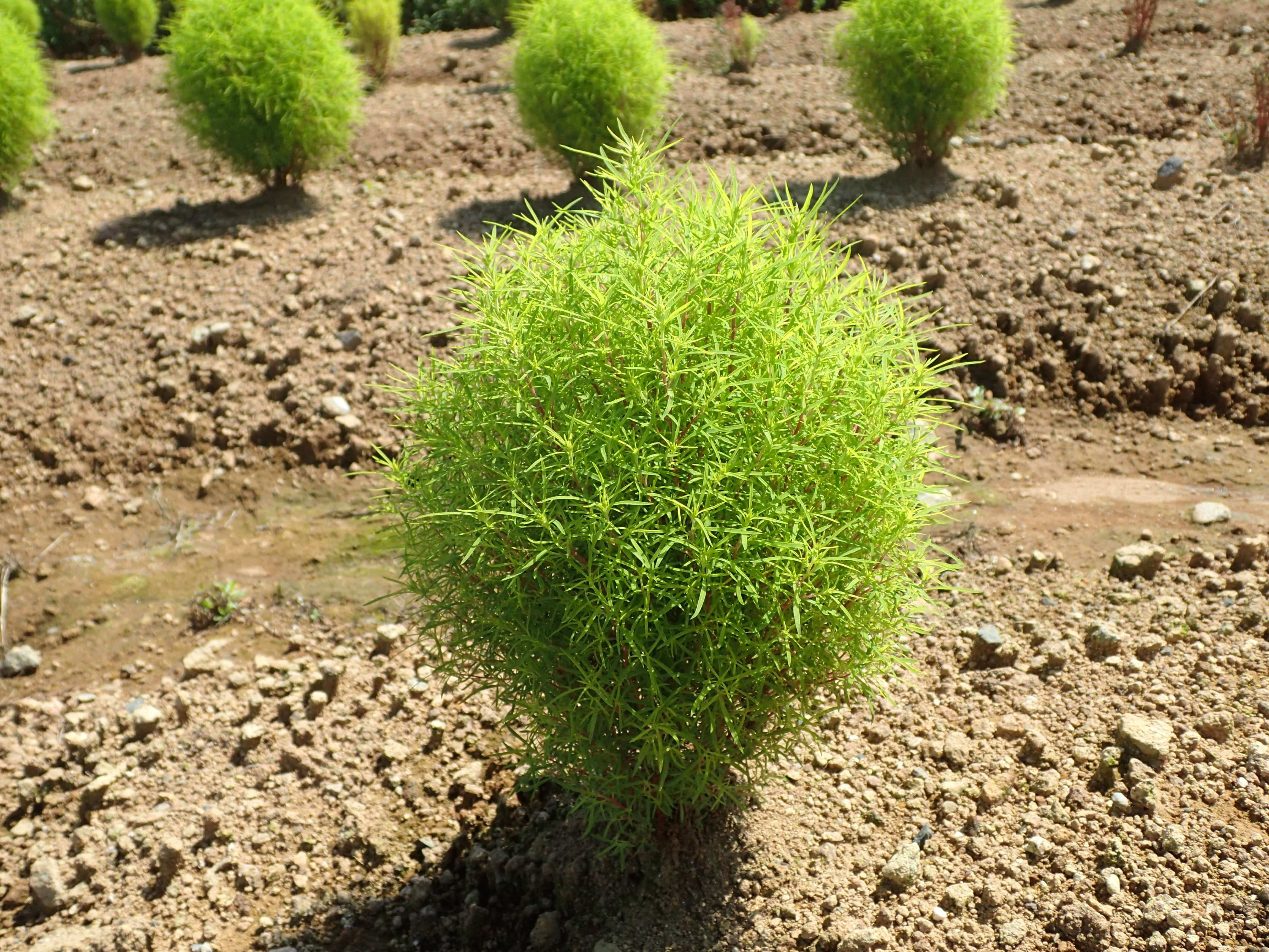 コキアの育て方 種まきの時期は 苗の植え方は 庭に地植えできる Greensnap グリーンスナップ