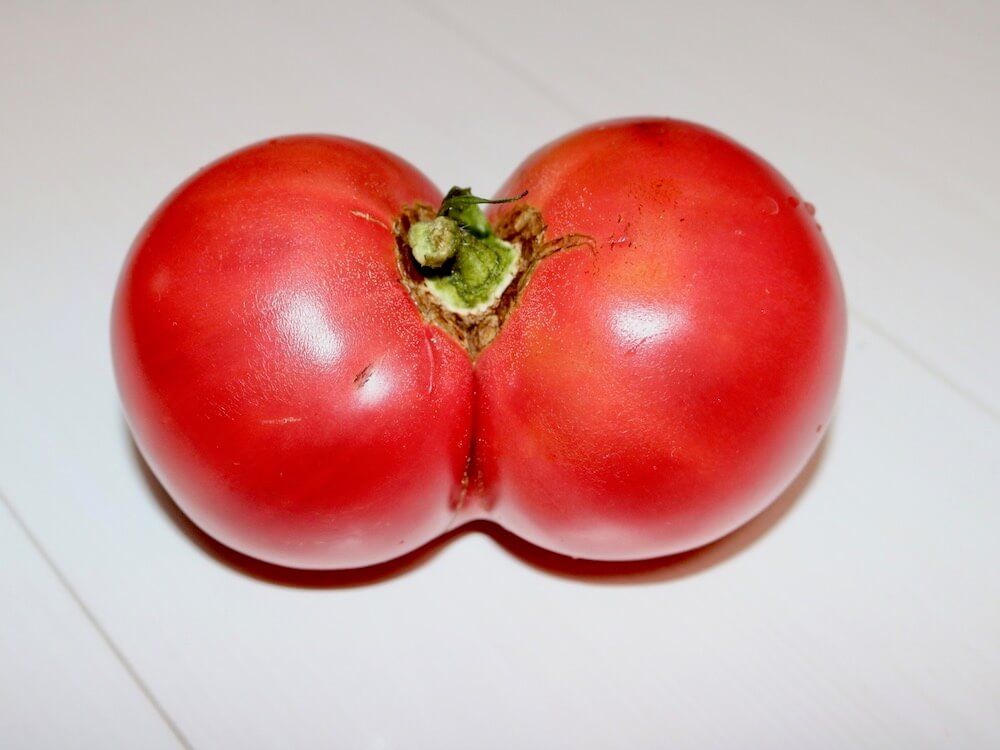 野菜収穫　家庭菜園　トマト