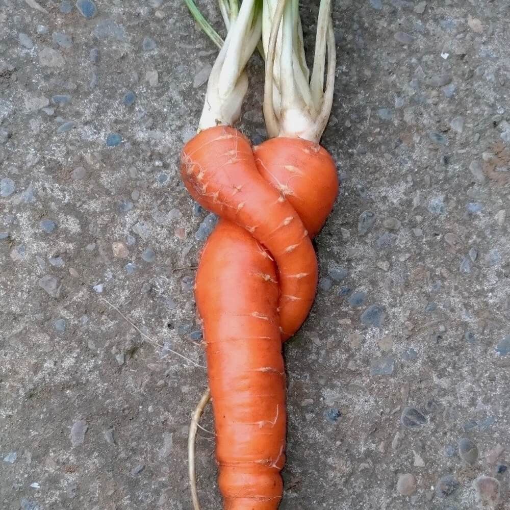 野菜収穫　家庭菜園　人参　ニンジン