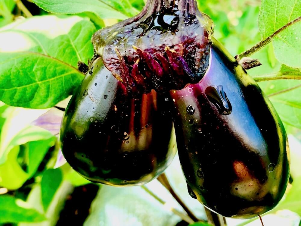 野菜　収穫　家庭菜園　ナス