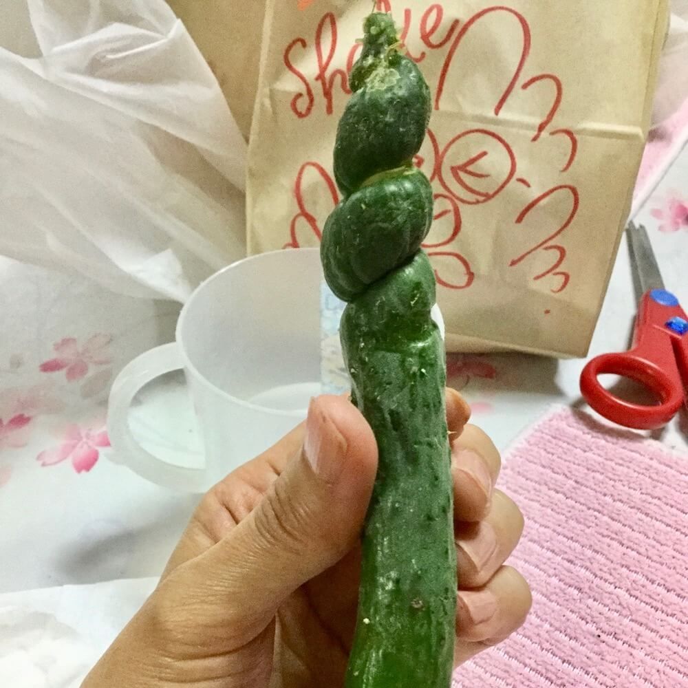 野菜収穫　家庭菜園　きゅうり