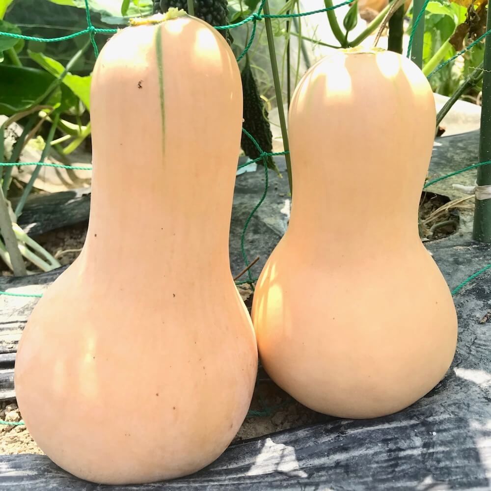 野菜収穫　家庭菜園　かぼちゃ