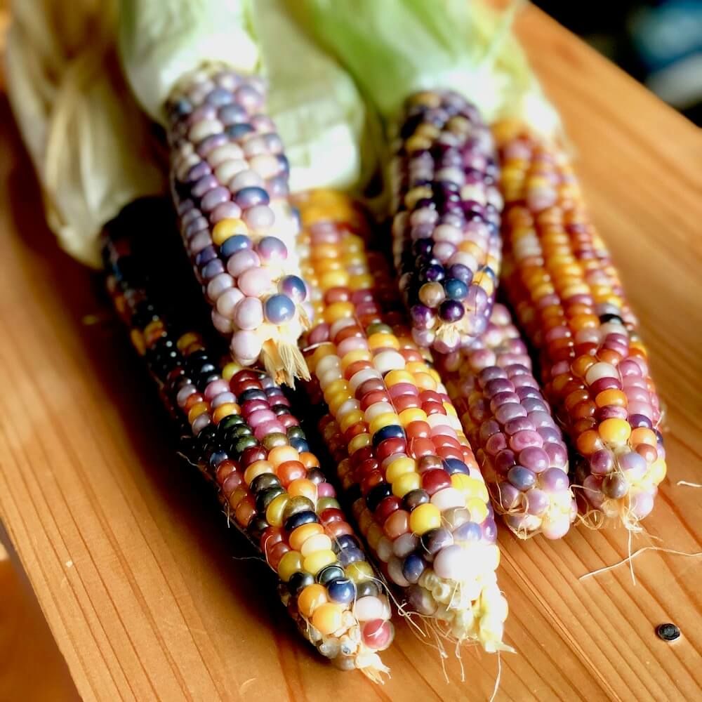 グラスジェムコーン