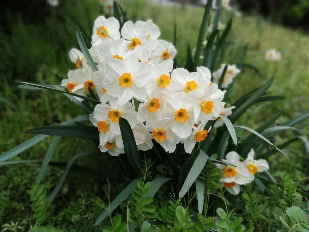 ニホンスイセン 日本水仙 の花言葉 見頃の時期や種類 花の特徴は Greensnap グリーンスナップ