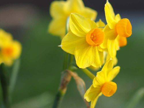 ニホンスイセン 日本水仙 の花言葉 見頃の時期や種類 花の特徴は Greensnap グリーンスナップ