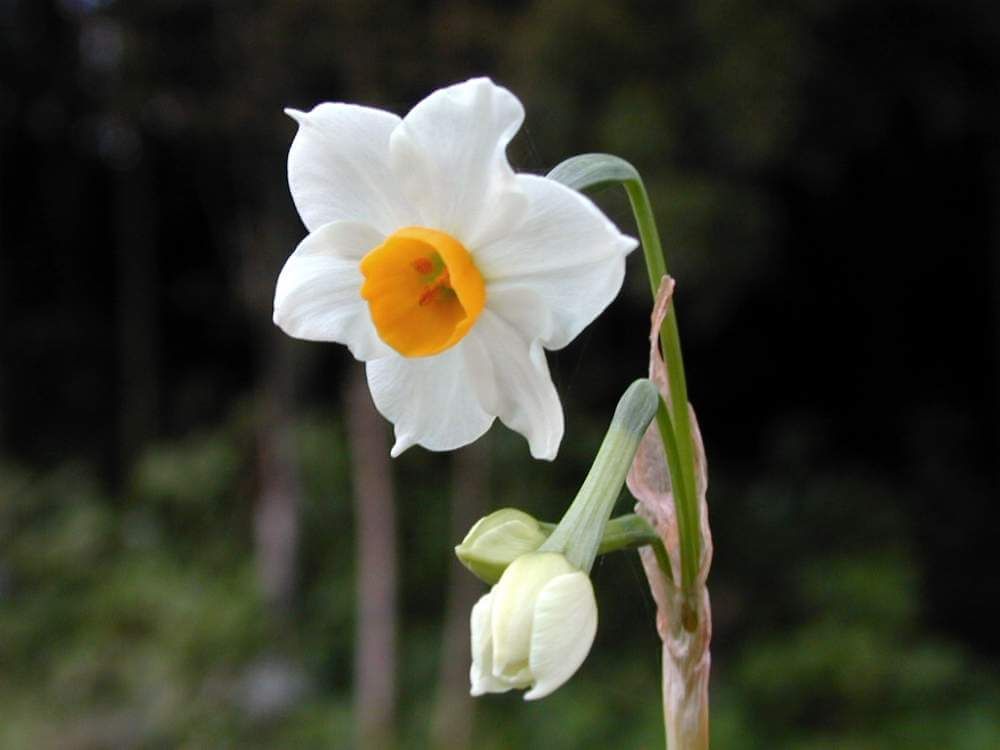 ニホンスイセン