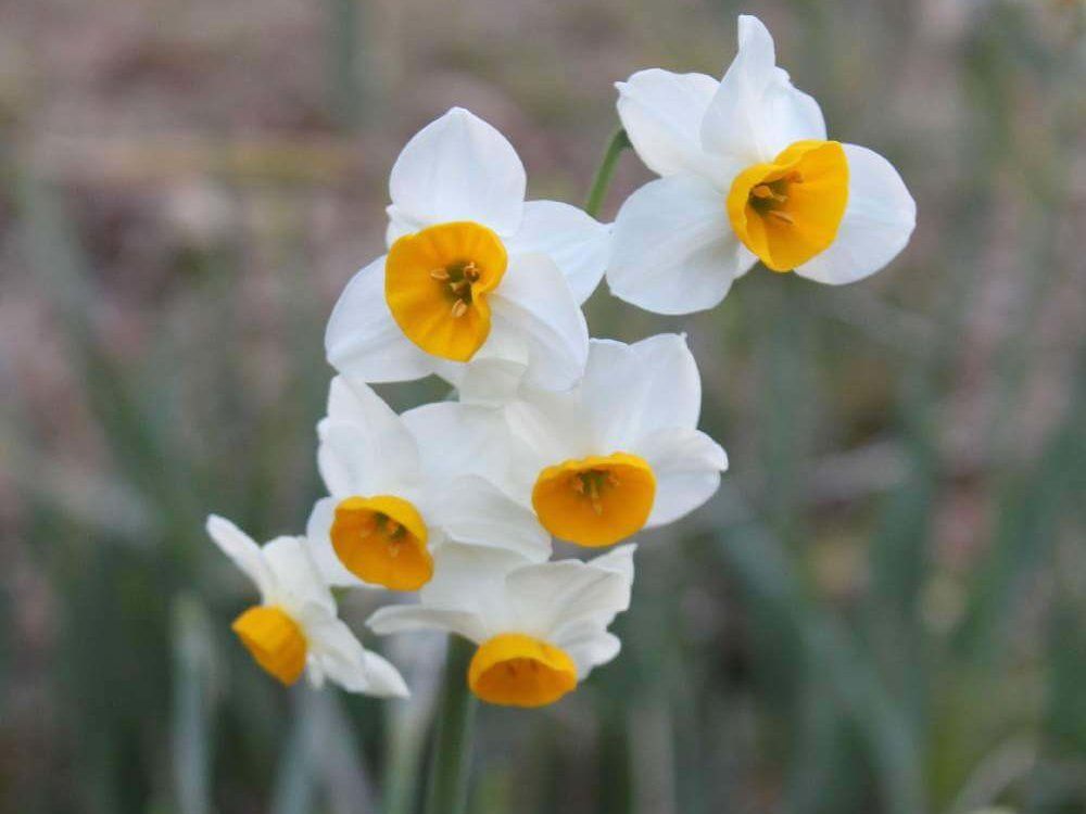 ニホンスイセン　房咲き