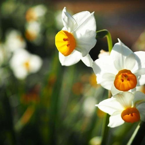 ニホンスイセン 日本水仙 の花言葉 見頃の時期や種類 花の特徴は Greensnap グリーンスナップ