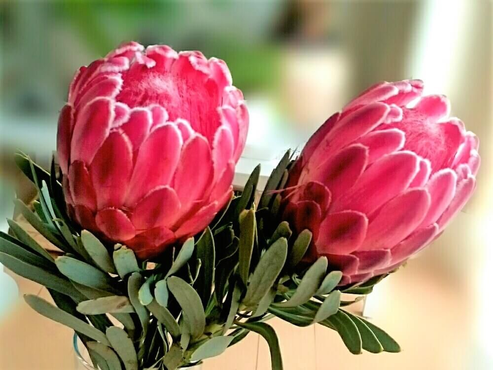 プリンセスプロテア