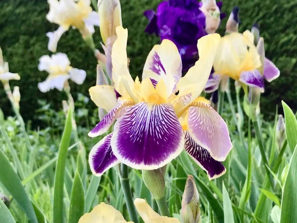 ジャーマンアイリス