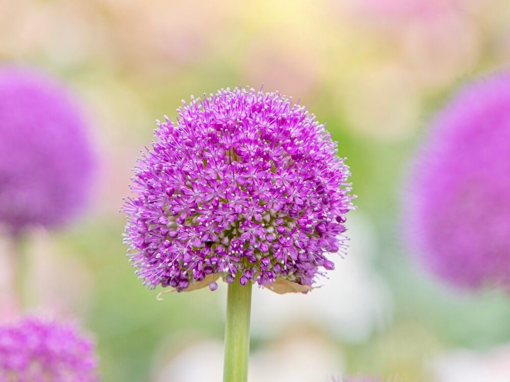 アリウム　ギガンチウム