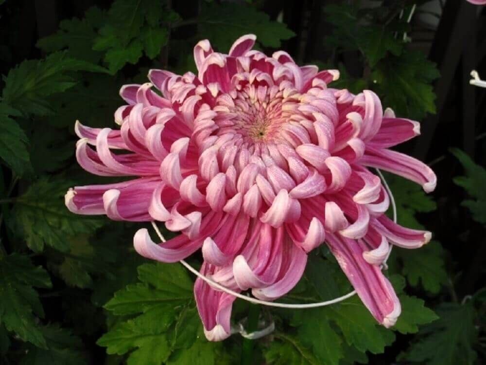 菊