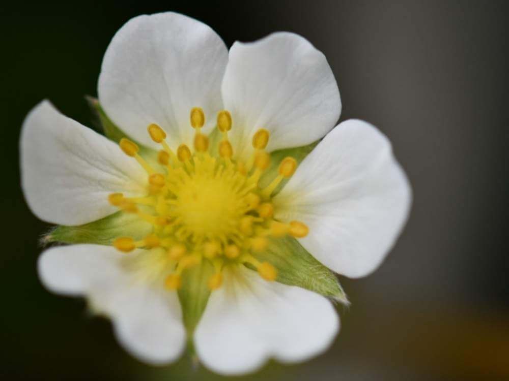 イチゴ　白い花