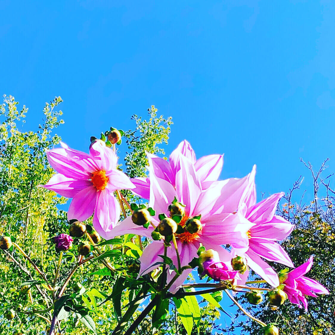 皇帝ダリアの花言葉 花の特徴や種類 変わった性質がある Greensnap グリーンスナップ