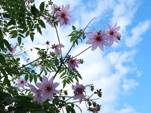 皇帝ダリアの花言葉 花の特徴や種類 変わった性質がある Greensnap グリーンスナップ