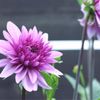 皇帝ダリアの花言葉｜花の特徴や種類、変わった性質がある？の画像