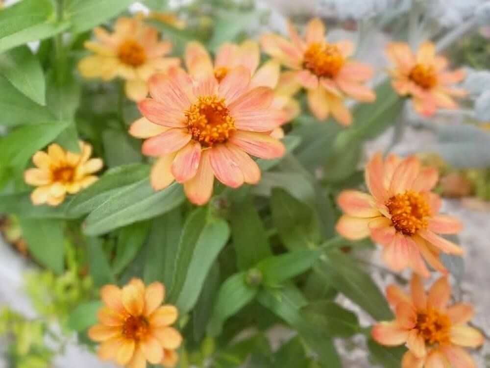 ジニア　ヒャクニチソウ